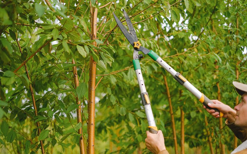 Tree trimming in South Pekin, IL